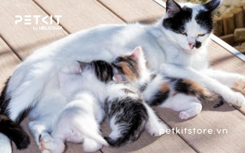 các loại sữa cho mèo con mất mẹ