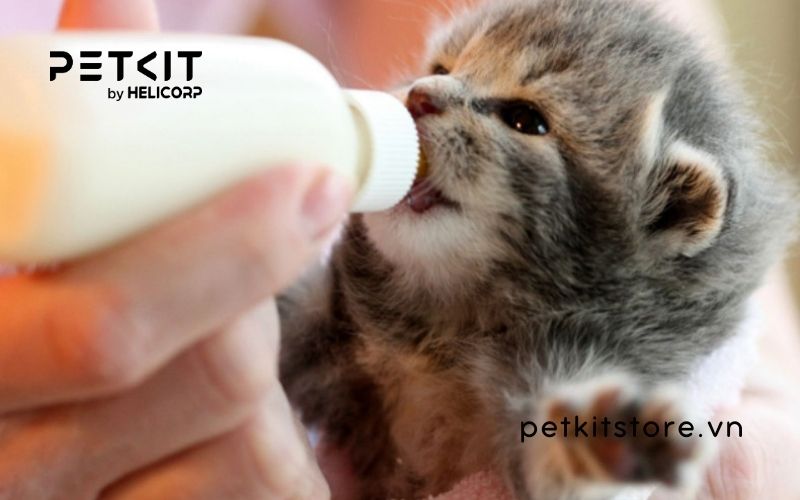 các loại sữa cho mèo con mất mẹ