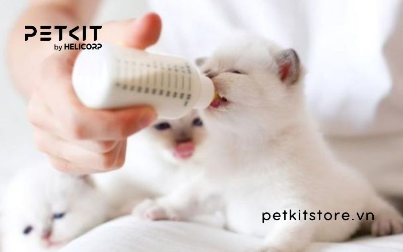 các loại sữa cho mèo con mất mẹ