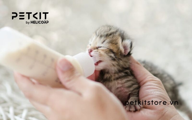 các loại sữa cho mèo con mất mẹ