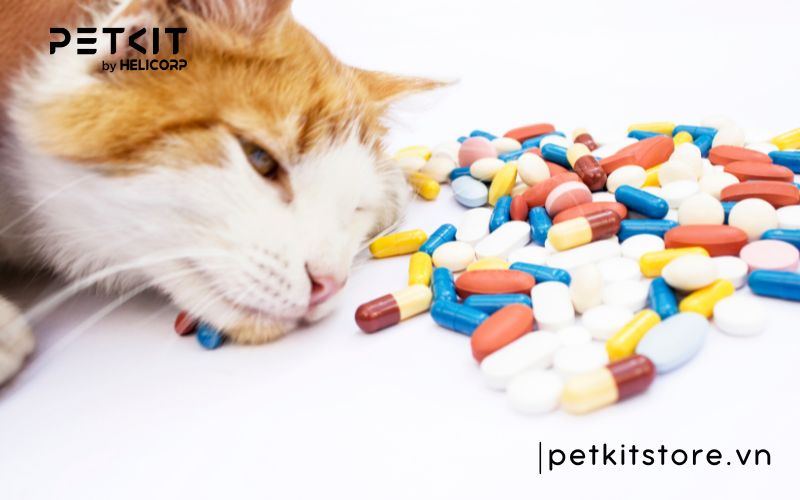 hít nhiều lông mèo có sao không