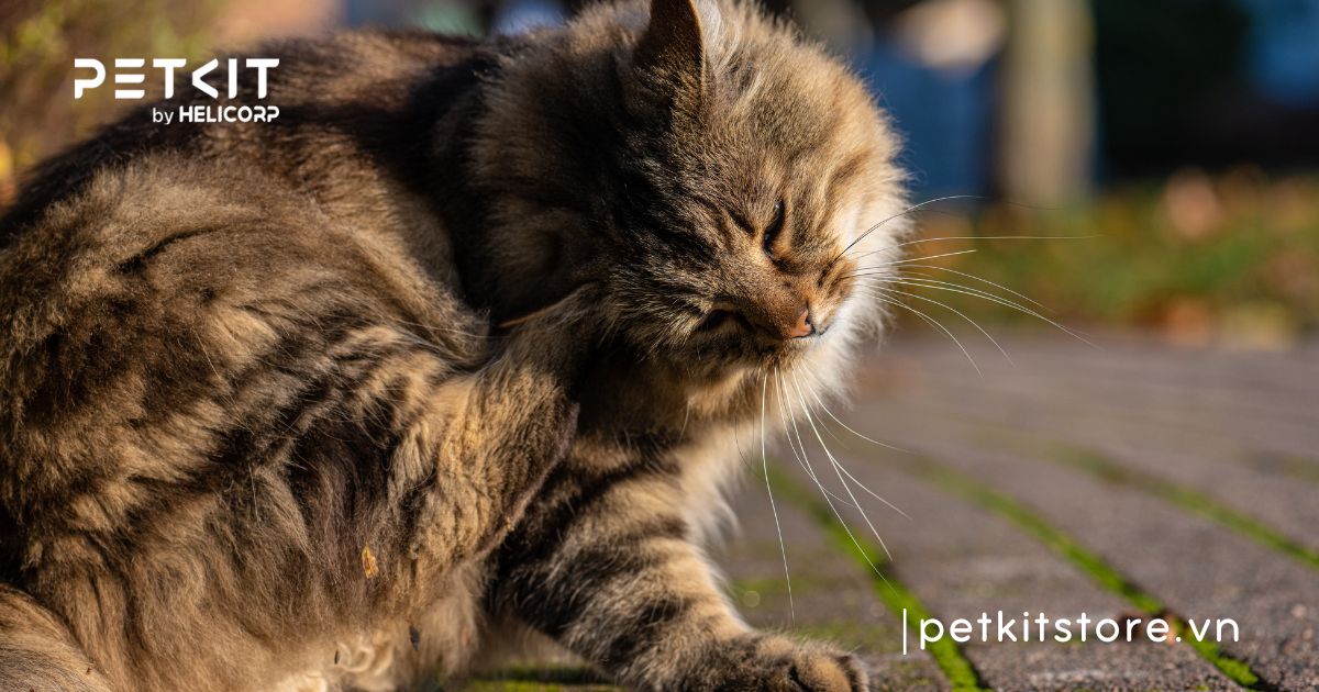Tại sao mèo bị rụng lông nhiều