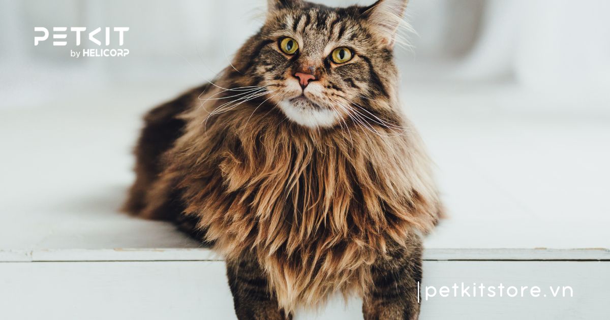 Tại sao mèo bị rụng lông nhiều