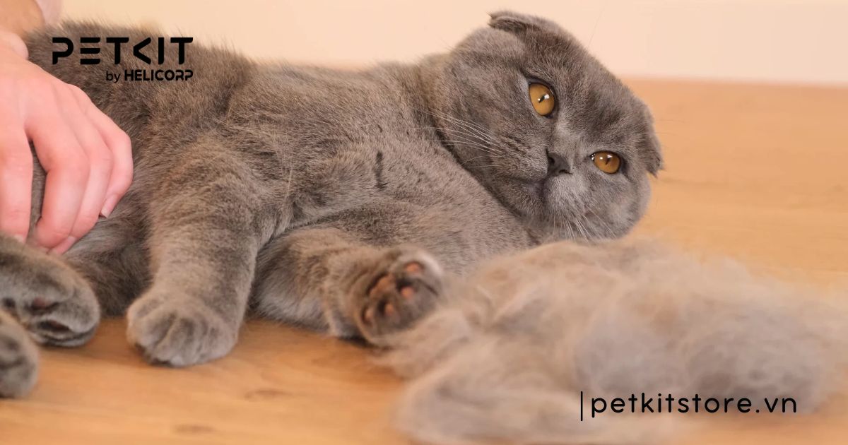 Tại sao mèo bị rụng lông nhiều