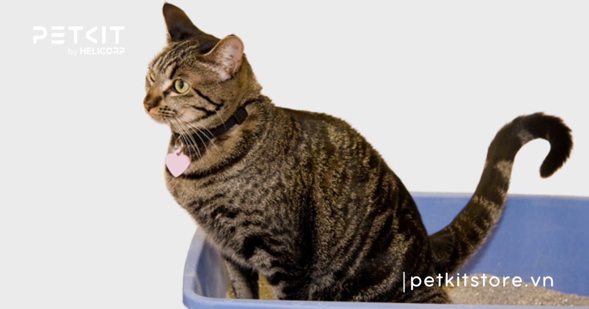 tại sao mèo đi vệ sinh không đúng chỗ