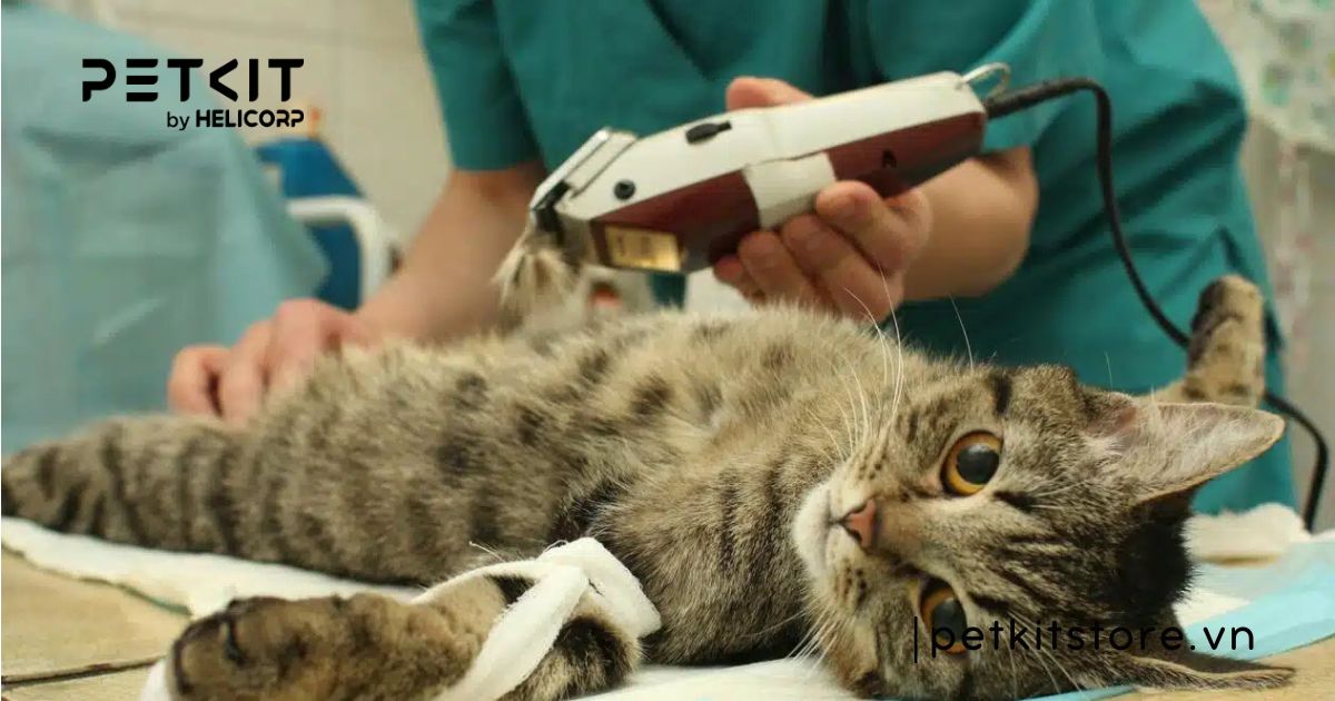 tại sao mèo đi vệ sinh không đúng chỗ