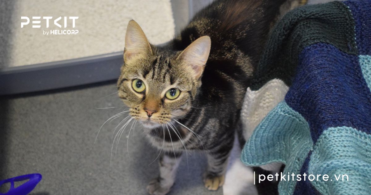 tại sao mèo đi vệ sinh không đúng chỗ