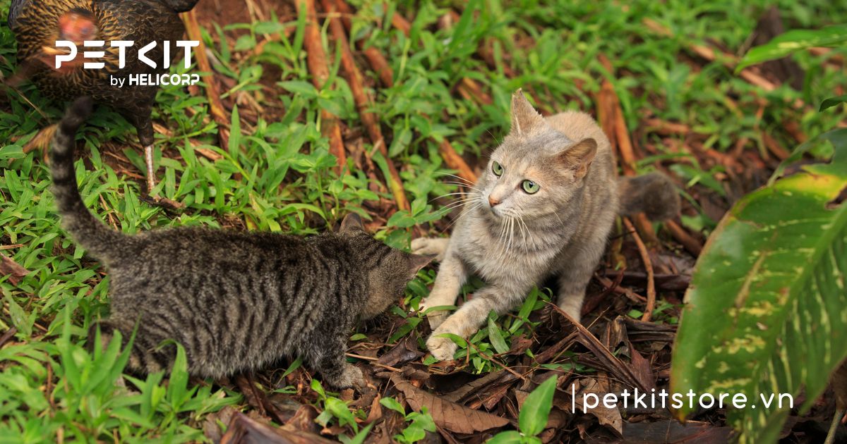 Tại sao mèo đực không chịu phối giống