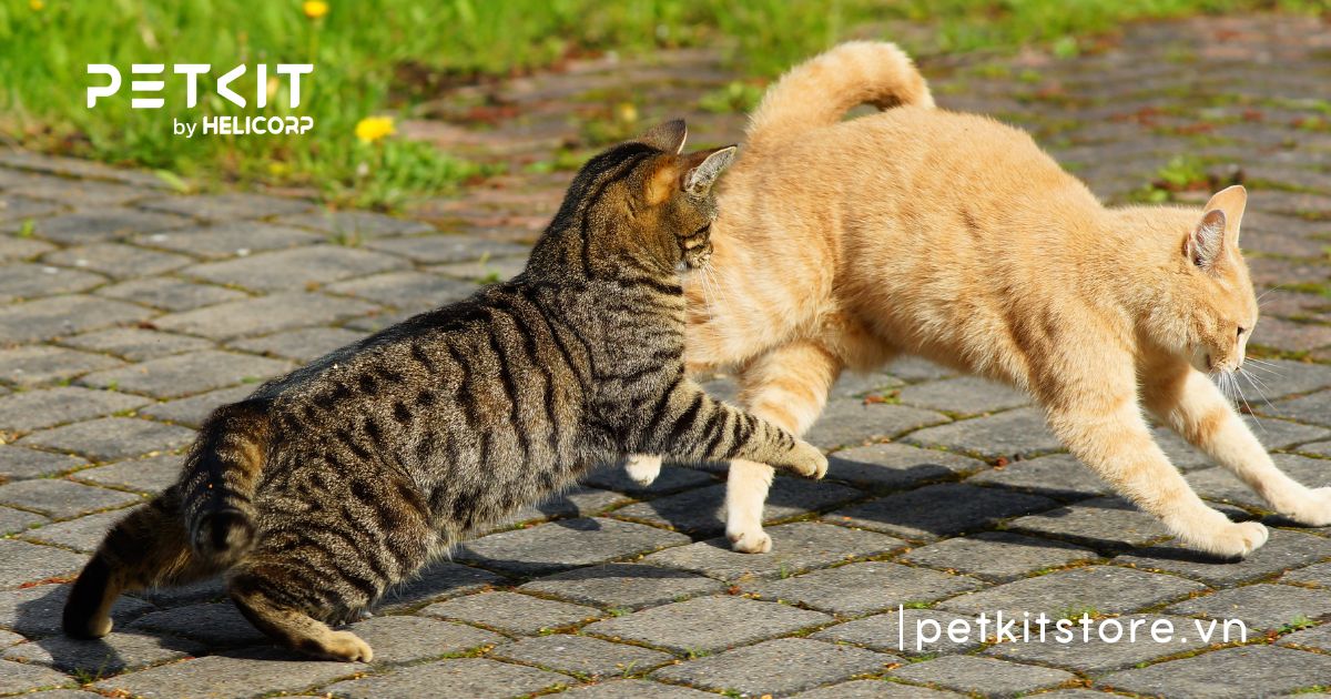 Tại sao mèo đực không chịu phối giống