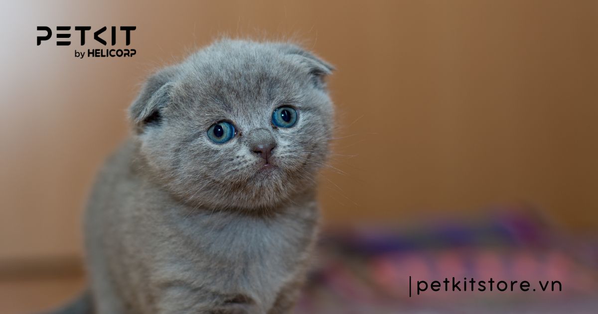 Tại sao mèo đực không chịu phối giống