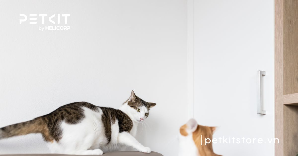 Tại sao mèo đực không chịu phối giống