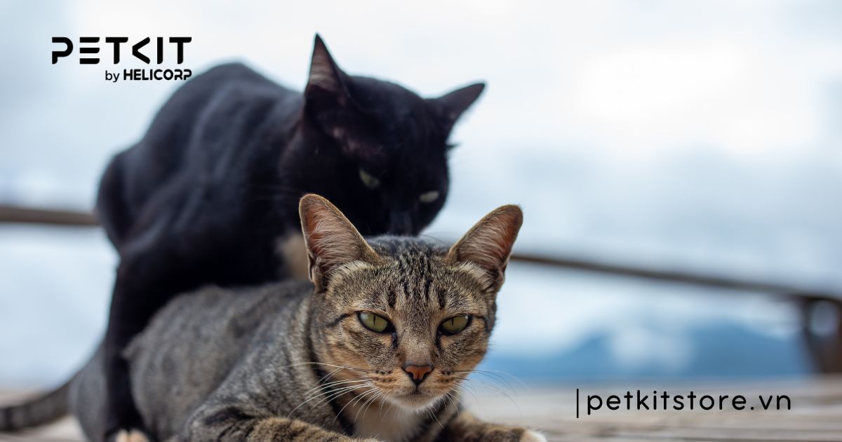 Tại sao mèo đực không chịu phối giống