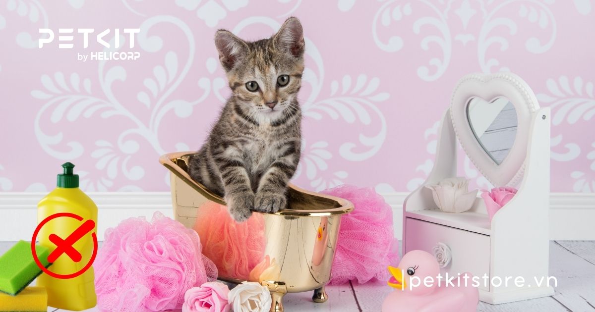tắm cho mèo bằng nước rửa chén