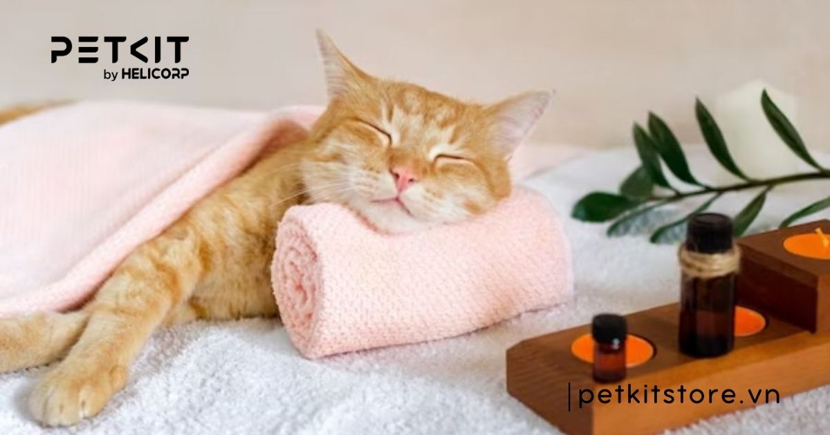 tắm cho mèo bằng nước rửa chén