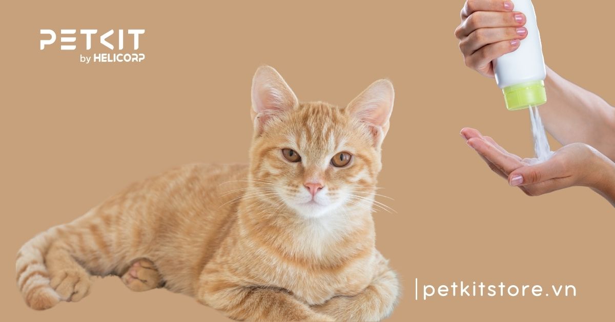 tắm cho mèo bằng nước rửa chén