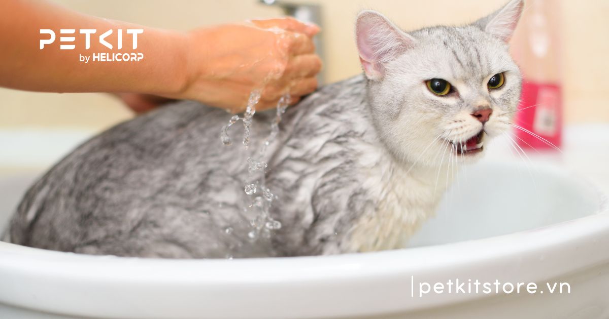 tắm cho mèo bằng xà phòng lifebuoy được khôn