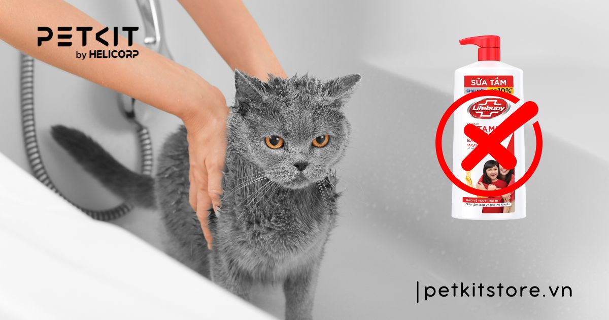 tắm cho mèo bằng xà phòng lifebuoy được khôn