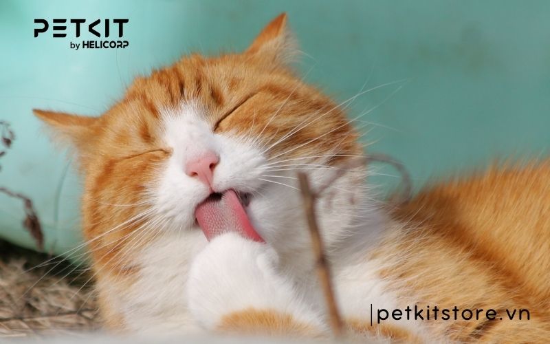 bệnh fip ở mèo lây qua đường nào