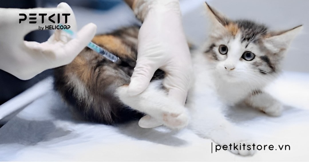 Cách thông tiểu cho mèo tại nhà