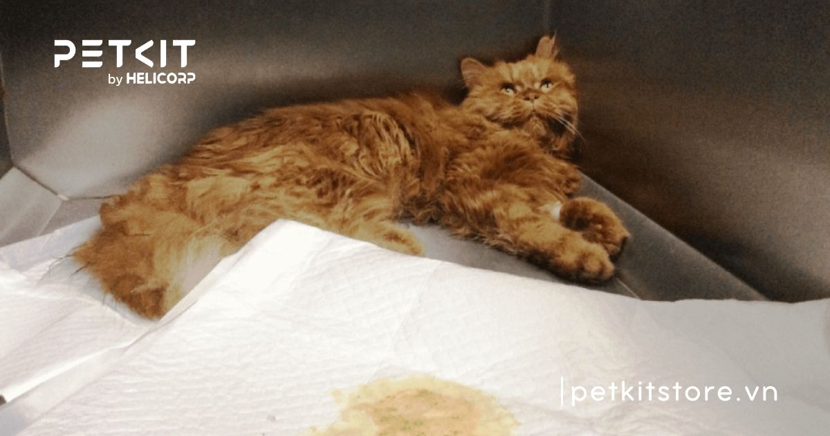 Cách thông tiểu cho mèo tại nhà