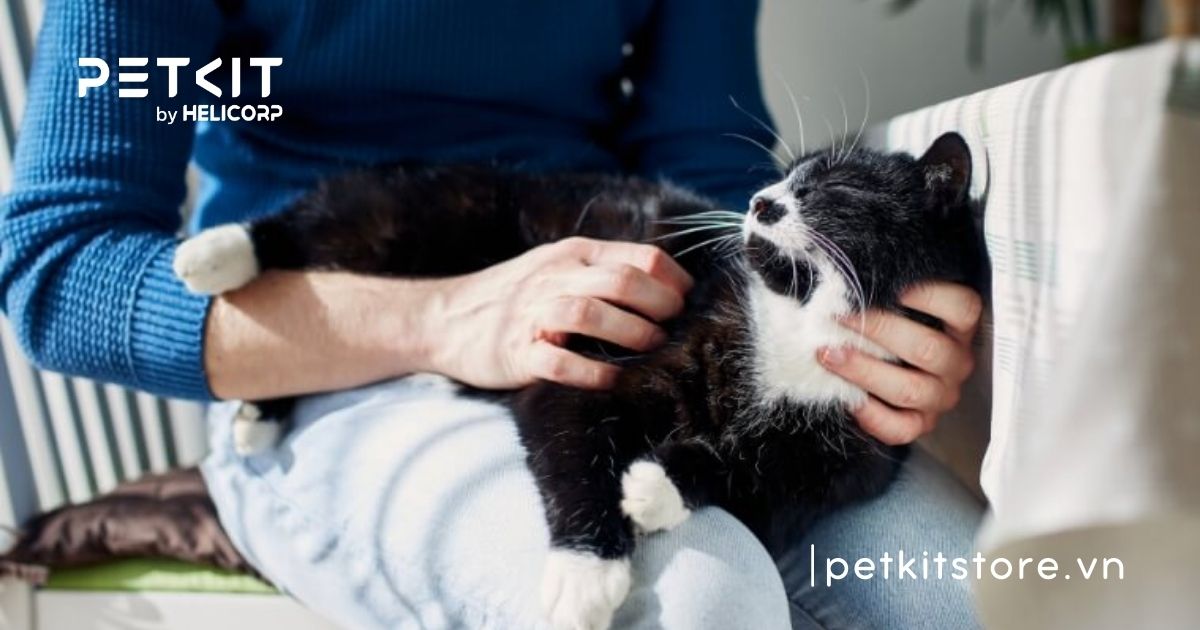 Cách thông tiểu cho mèo tại nhà