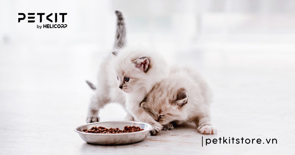 thức ăn cho mèo 2 tháng tuổi