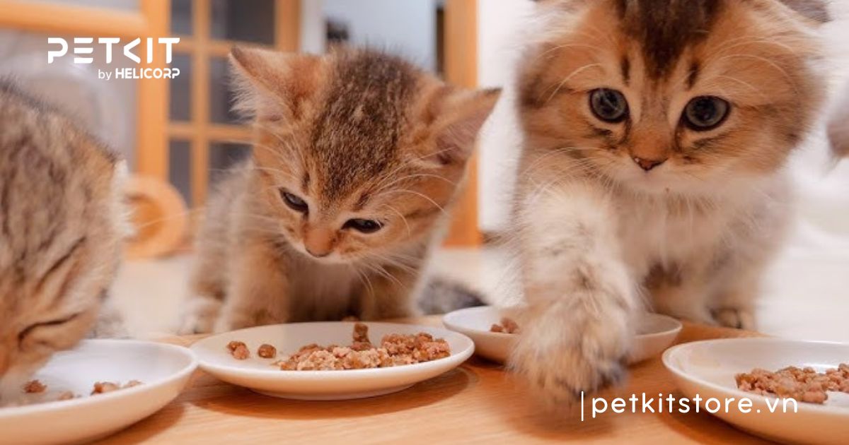 thức ăn cho mèo 2 tháng tuổi