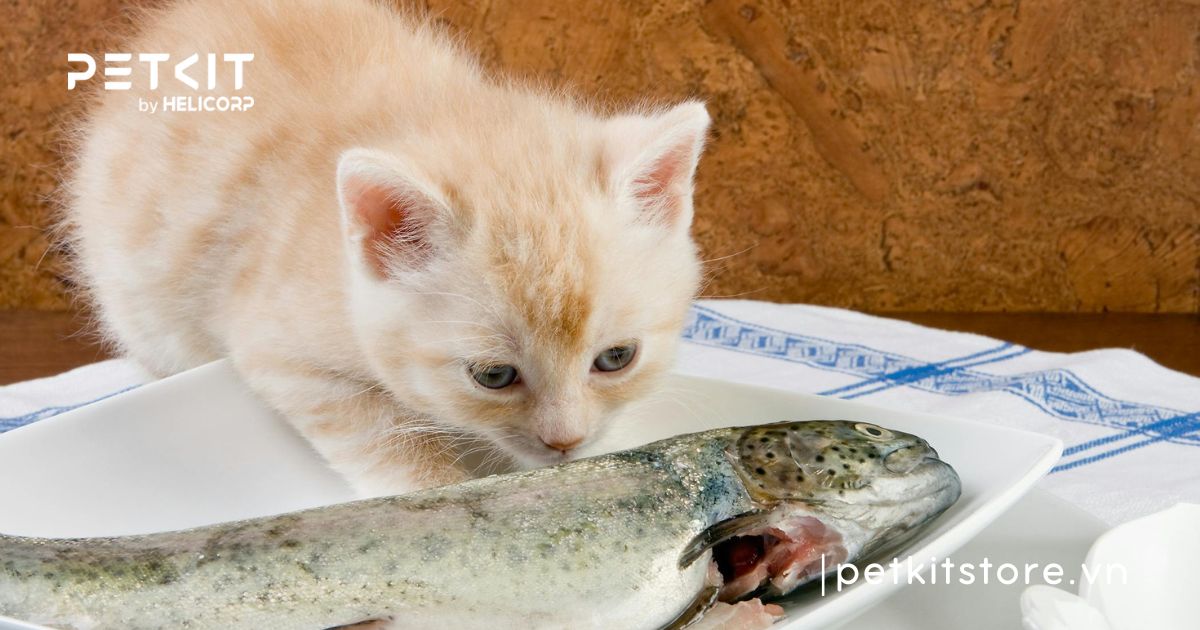 thức ăn cho mèo 2 tháng tuổi