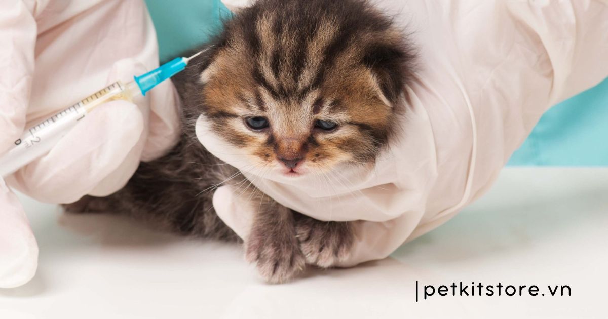 thức ăn cho mèo 2 tháng tuổi