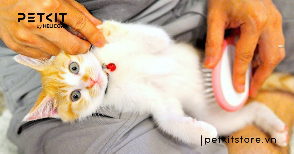 thức ăn cho mèo 2 tháng tuổi