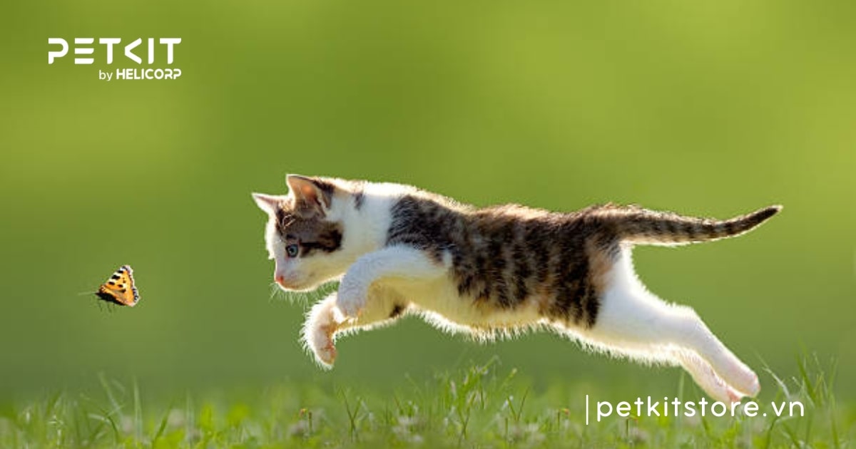 Thức ăn cho mèo con 1 tháng tuổi gồm những gì