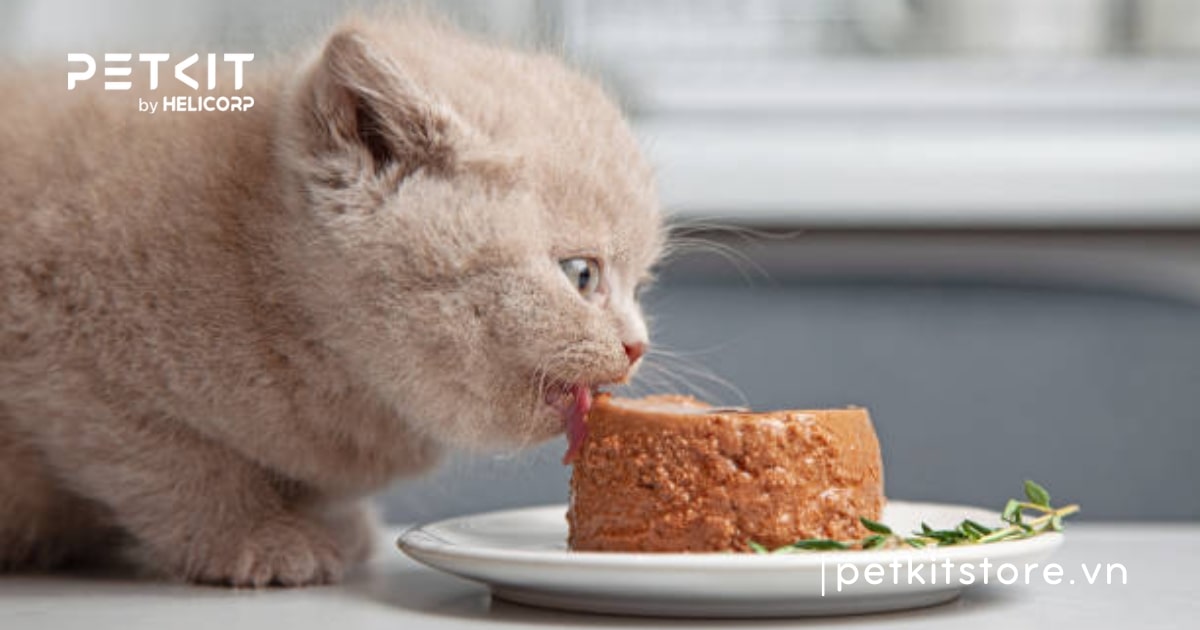 Thức ăn cho mèo con 1 tháng tuổi gồm những gì