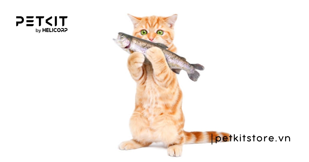 Thức ăn cho mèo con 1 tháng tuổi gồm những gì