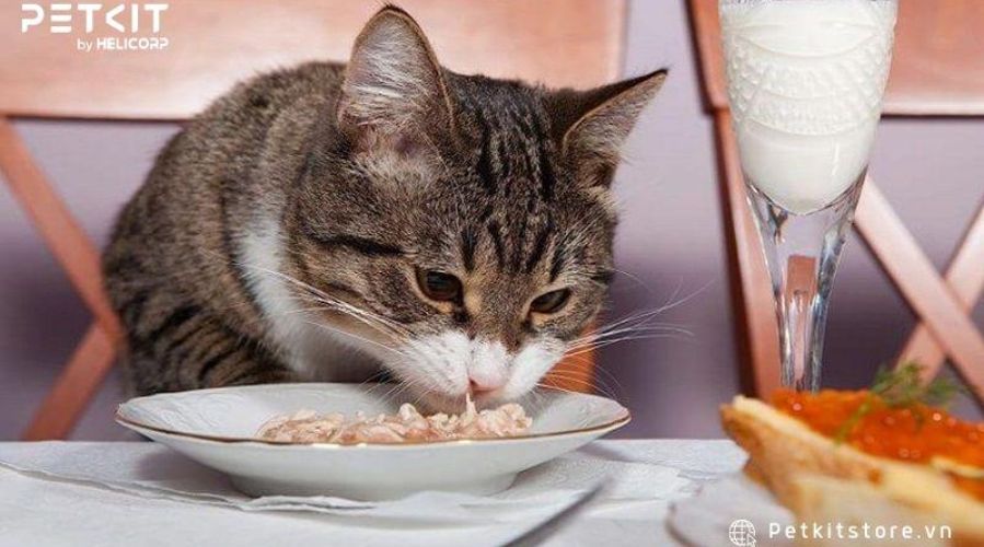 Xây dựng chế độ dinh dưỡng hợp lý giúp mèo phát triển toàn diện