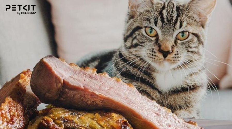 Chế độ ăn uống lành mạnh đảm bảo sức khỏe của mèo