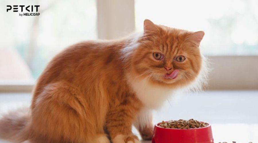Chọn chế độ ăn hỗn hợp cho mèo để phát triển khỏe mạnh
