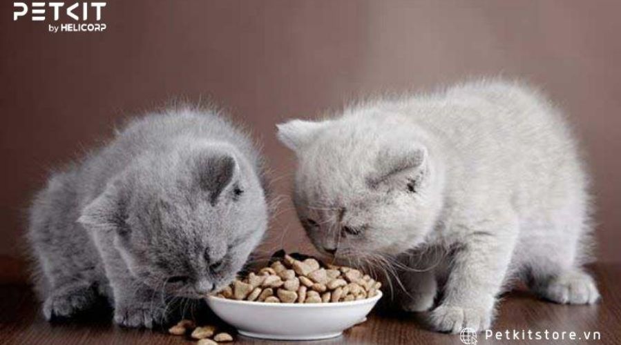 Tùy theo độ tuổi và tình trạng sức khỏe mà mỗi mèo có chế độ ăn uống riêng biệt