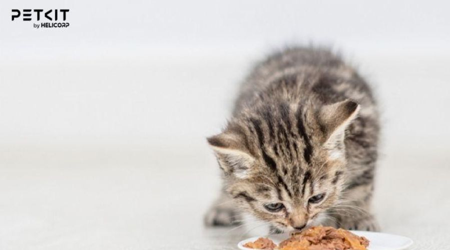 Xây dựng lịch trình ăn uống phù hợp với cơ địa mỗi mèo