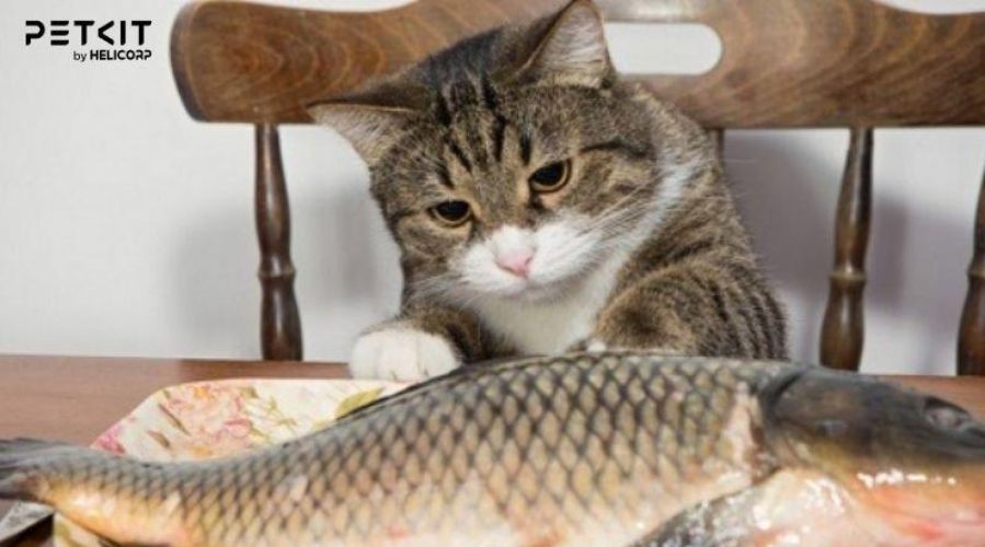 Một số lưu ý quan trọng khi cho mèo ăn