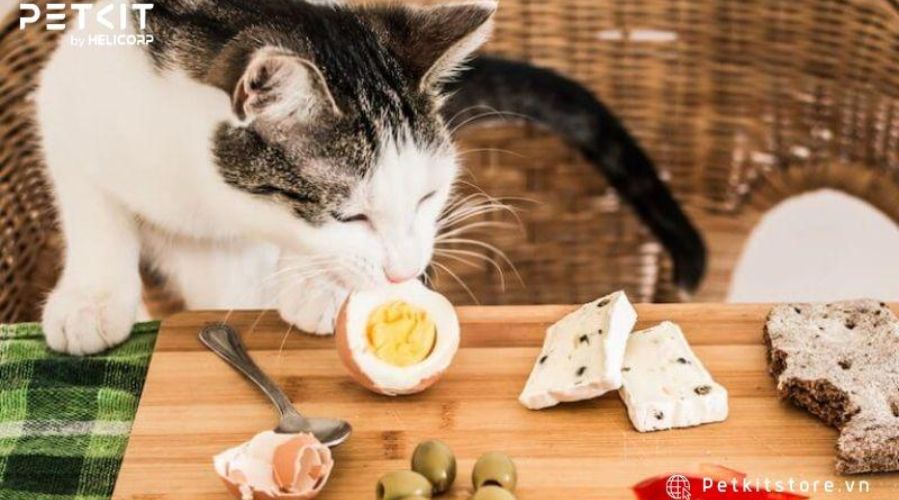 Một số thực phẩm mèo nên và không nên ăn