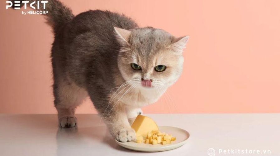 Một số tip để mèo ăn nhiều hơn