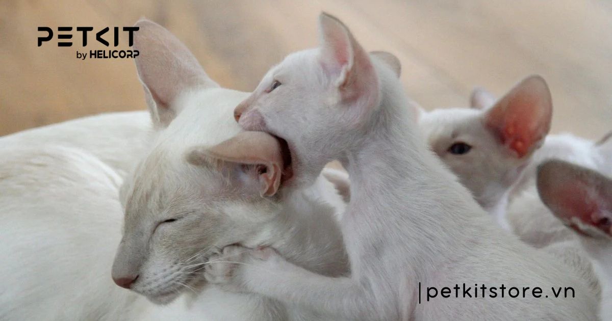 Tỉ lệ mèo bị dại