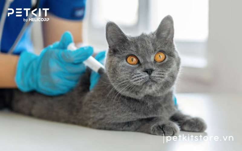 Bệnh giảm bạch cầu ở mèo có chữa được không?