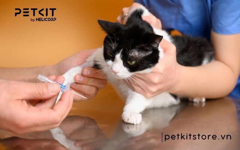 Mèo bị giảm bạch cầu có bị lại không