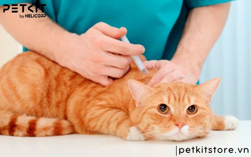 Bệnh FIP của mèo có lây không và lây thông qua đường nào?