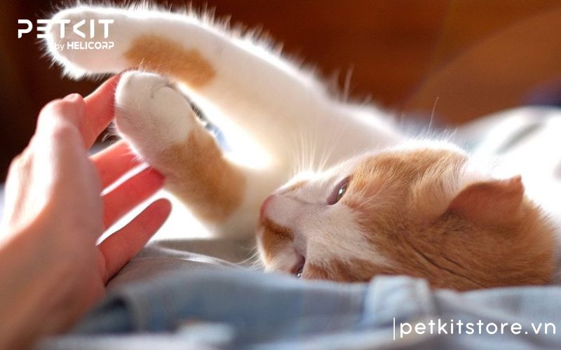 Nên nuôi giống mèo nào