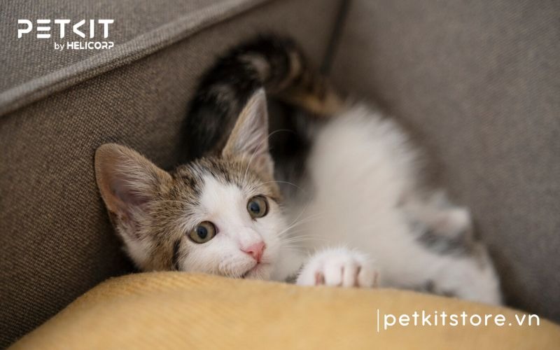 Nên nuôi mèo đực hay cái