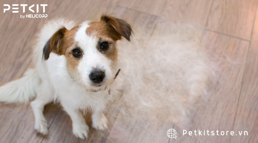 Tìm hiểu nguyên nhân bên trong để biết cách trị rụng lông chó tại nhà
