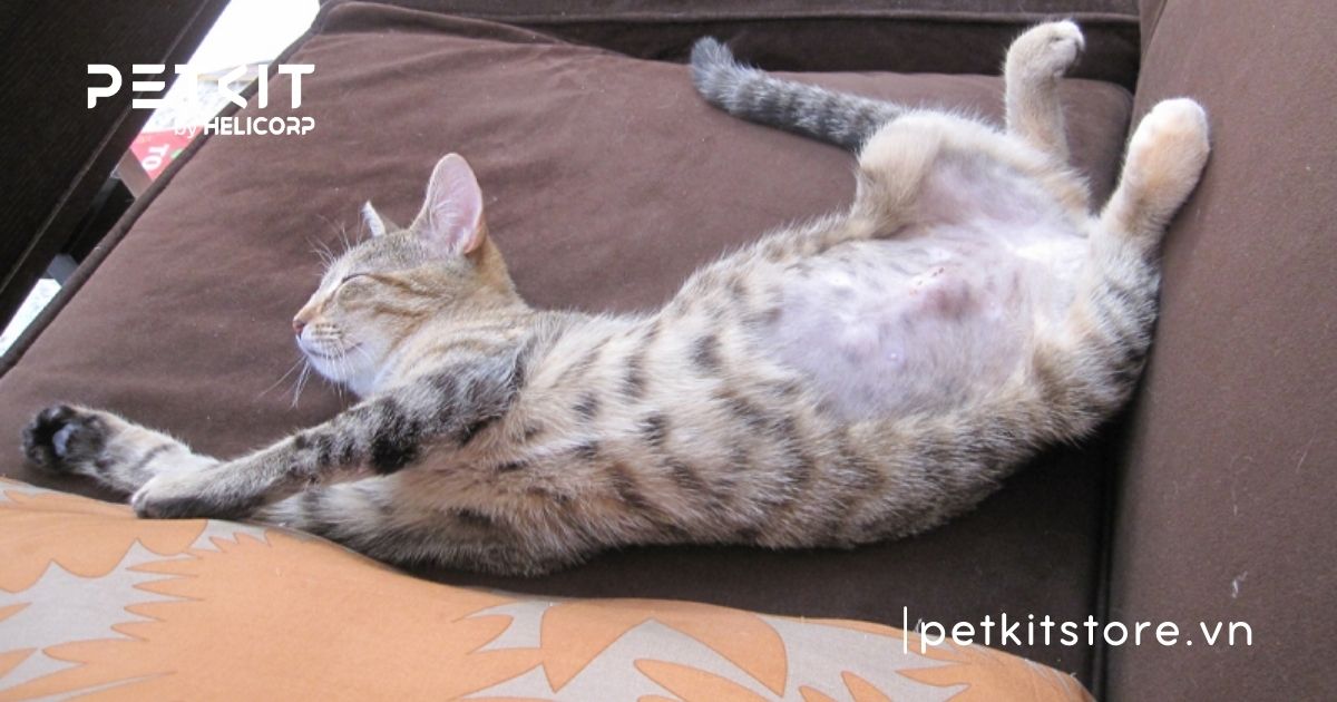 triệt sản mèo đực khi nào