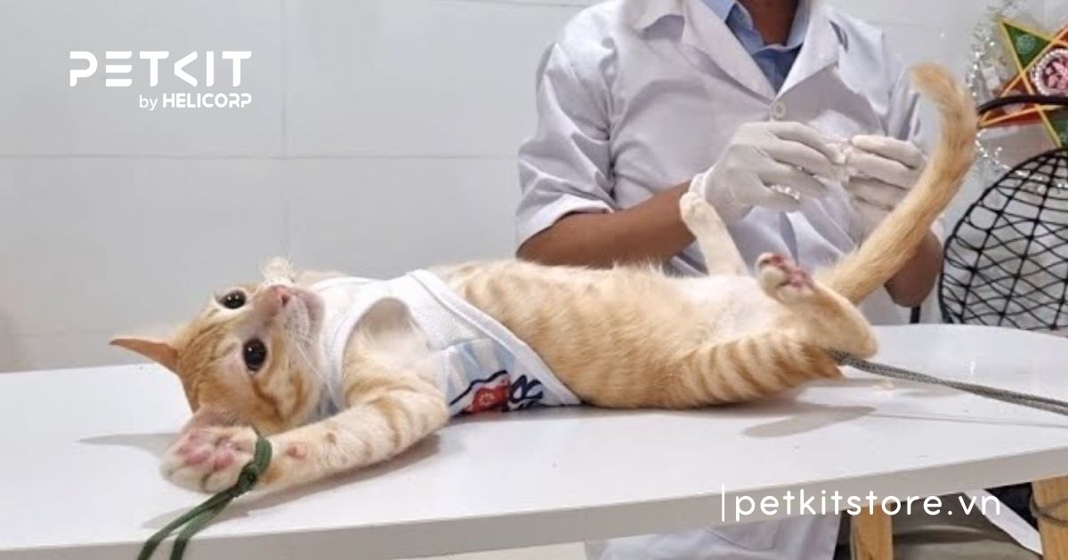 triệt sản mèo đực khi nào